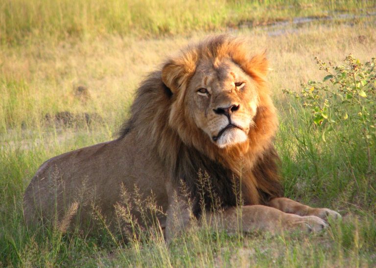 A short comment on Cecil the Lion… by SDJ